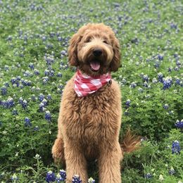 Bernedoodle and Goldendoodle Puppies from Heartfelt GoldenDoodles