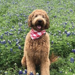 Bernedoodle and Goldendoodle Puppies from Heartfelt GoldenDoodles