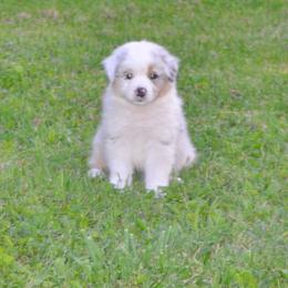 Australian Shepherd Puppies from Platinum Edition