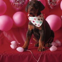 Doberman Pinscher and Labrador Retriever Puppies from GFDutton Retrievers & Dalla Grazia Dobermans