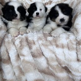 Australian Shepherd Puppies from Rock Canyon Australian Shepherds