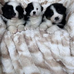 Australian Shepherd Puppies from Rock Canyon Australian Shepherds