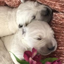Golden Retriever Puppies from Brightside Goldens
