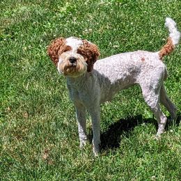 Luna - Cockapoo