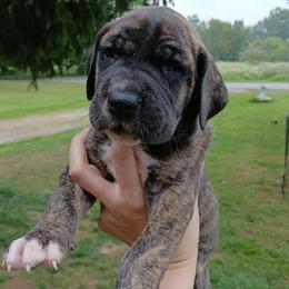 Linus - Brindle male Great Dane puppy in Marshall, Michigan from Dream K9