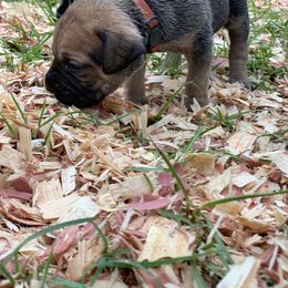 Cane Corso Puppies from Caneolina Corso Kennel
