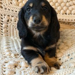 Spring Brook Islands In The Stream - Black and cream female Dachshund puppy in New Ross, Indiana from Spring Brook Farms, LLC