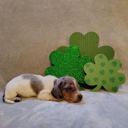 Puppy 1 - Black and tan male Dachshund puppy in Riverside, California from Saddle Up Dachshunds