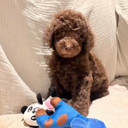 Simba - Brown male Poodle puppy in Troy, New Hampshire from SP Standard Poodles