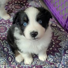 Australian Shepherd Puppies from RussKris Farms Aussies