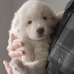 Great Pyrenees puppies from Kings River Great Pyrenees