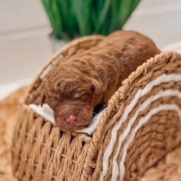 Ares - Red  male Goldendoodle puppy in Iola, Texas from Supreme Doodles of Texas