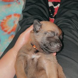 Belgian Malinois Puppies from Pyrex Kennels