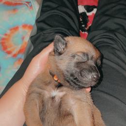 Belgian Malinois Puppies from Pyrex Kennels