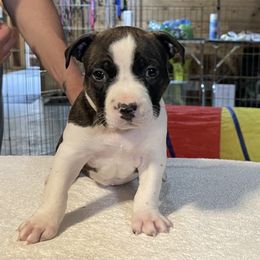 Boy 1 - Black brindle male American Staffordshire Terrier puppy in New Bedford, Massachusetts from Tradewind American Staffordshire Terriers