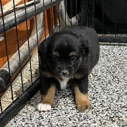 Blanch - Black tri female Toy Australian Shepherd puppy in Nocona, Texas from Rafter O Toy Aussies and Mini Heelers