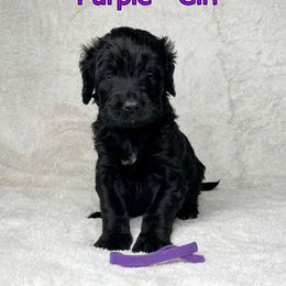 Goldendoodle and Poodle Puppies from Poodles and Doodles By Grace