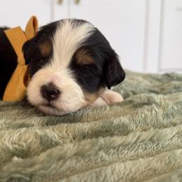 Bernedoodle, Cavapoo, Havanese, and Havapoo Puppies from Lady Paws Puppies - Cassie