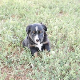 Australian Shepherd Puppies from Rustic Roots Australian Shepherds