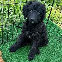 Girl 3 - Black female Goldendoodle puppy in Holly, Colorado from Vida’s Loving Doodles