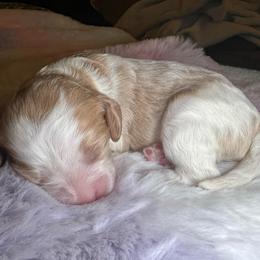 Remi - Blenheim male Cavapoo puppy in Ridgeville, South Carolina from Cavapoo Love Bugs