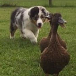 Australian Shepherds from Patricia Bandino's Australian Shepherds