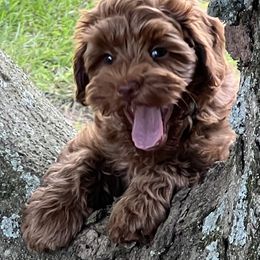 Australian Labradoodle Puppies from Beck ‘N Ridge Australian Labradoodles