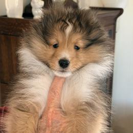 Teddy - White and sable male Shetland Sheepdog puppy in Liberty, Missouri from Kyntara Shelties