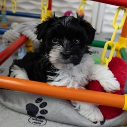 Elsa - Black and white female Havanese puppy in Hendersonville, North Carolina from Grayfinn House