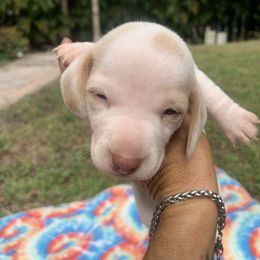 Patrick - Dapple male Dachshund puppy in Florida from Lazy Acres Farm