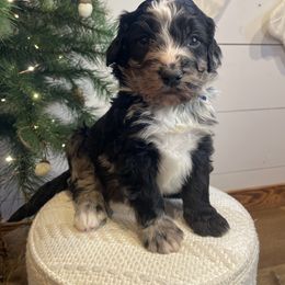 Bernedoodle and Goldendoodle Puppies from Blended Acres & Kennels