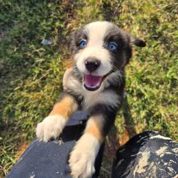 Natasha - Black tri-color female Australian Shepherd puppy in Abilene, Texas from S&K Aussies N' Rotties
