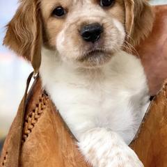 French Brittanys from Calibretons Kennels