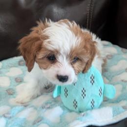 Oakley - Blenheim male Cavapoo puppy in Newport, North Carolina from Crystal Coast Cavapoodles