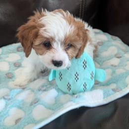 Oakley - Blenheim male Cavapoo puppy in Newport, North Carolina from Crystal Coast Cavapoodles