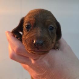 Red dapple - Dapple female Dachshund puppy in West Plains, Missouri from Spring Creek Dachshunds