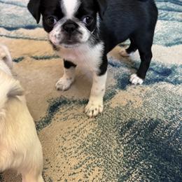 Pug Puppies from Jamie's Rainbow Pugs