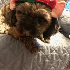 Shorkie All Grown Up from Wilson Kennel