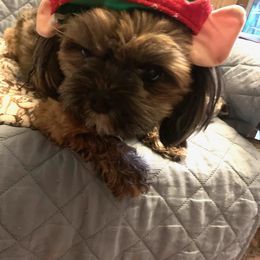 Shorkie All Grown Up from Wilson Kennel