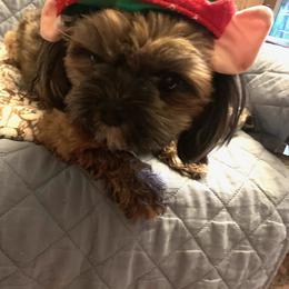 Shorkie All Grown Up from Wilson Kennel