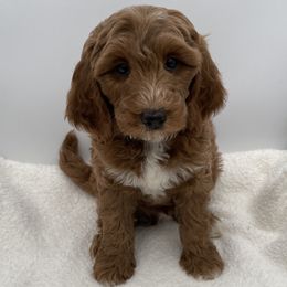 Scout - Red  male Goldendoodle puppy in Kansas City, Kansas from Bella & Ivy’s Mini Goldendoodles of KC