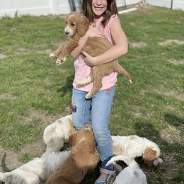 Bernedoodle, Cavalier King Charles Spaniel, Goldendoodle, and Sheepadoodle Puppies from Flannery’s lucky pup’s🍀