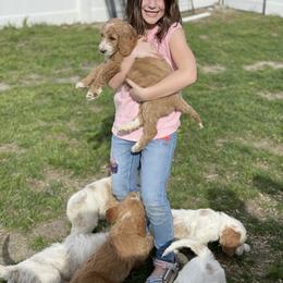 Bernedoodle, Cavalier King Charles Spaniel, Goldendoodle, and Sheepadoodle Puppies from Flannery’s lucky pup’s🍀