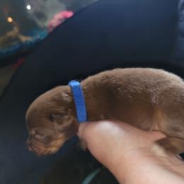 Nutter Butter -Blue Collar - Red tri-color female Australian Shepherd puppy in Fort Cobb, Oklahoma from White Run Ranch