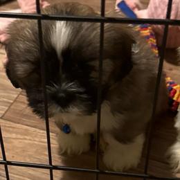 Julian  Akc boy 3  blue collar boy - Black and tan male Lhasa Apso puppy in Chico, California from Lhasa Apsos of northern Ca . Biewer terriers of northern California