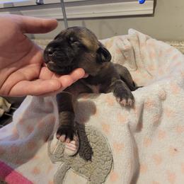 Boy 4 - Fawn male Mastiff puppy in Atlanta, Michigan from Legacy Mastiffs