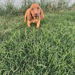 Boy 6 - Red male Bloodhound puppy in Tahlequah, Oklahoma from HNH Hounds