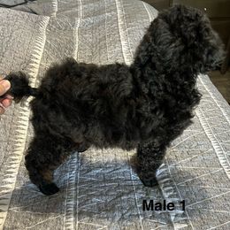 Boy 1 - Phantom Poodle puppy in Bryan, Texas from JRS Poodles