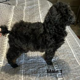 Boy 1 - Phantom Poodle puppy in Bryan, Texas from JRS Poodles