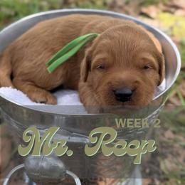 Mr. Reef - Red  male Goldendoodle puppy in Pensacola, Florida from Ruby Pupper Doodles